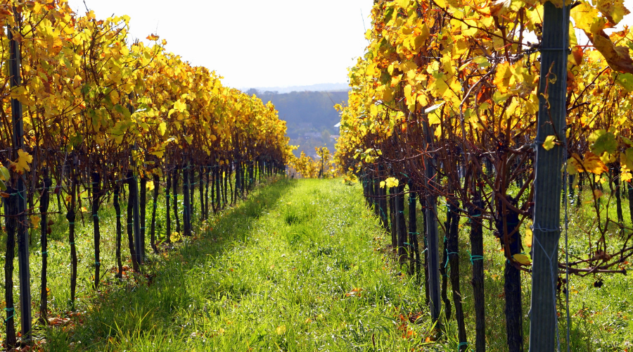 vignoble pomerol gironde